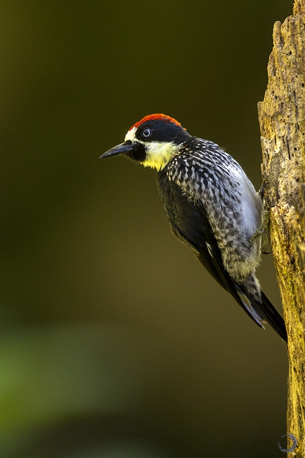 acorn woodpecker <I>(Melanerpes formicivorus)</I>