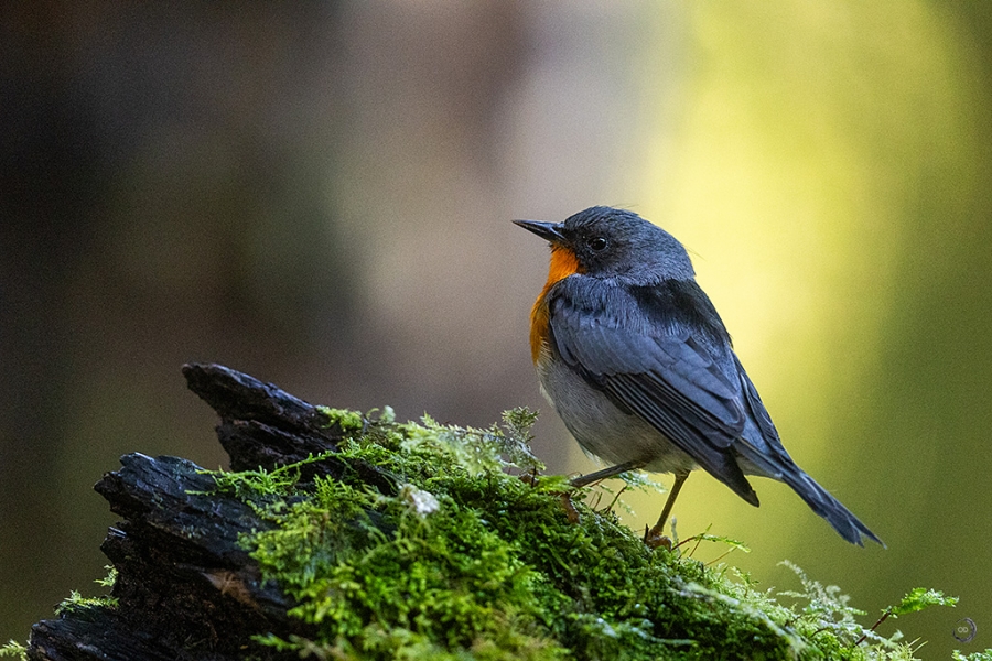 Flame-throated warbler <i>(Oreothlypis gutturalis)</i>