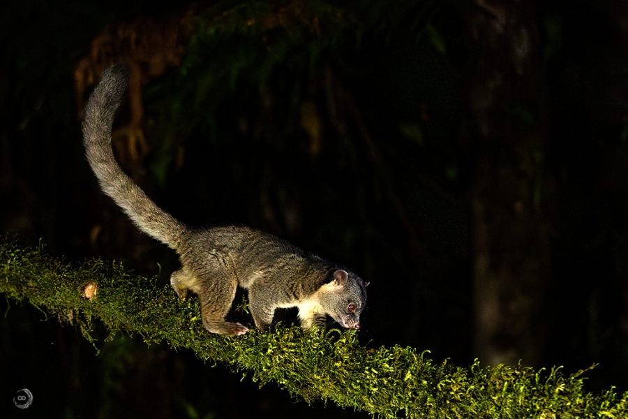 Bushy-tailed olingo <i>(Bassaricyon gabbii)</i>