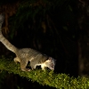 Bushy-tailed olingo <i>(Bassaricyon gabbii)</i>