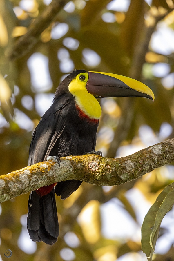 Yellow-throated toucan <i>(Ramphastos ambiguus)</i>