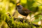 Wrenthrush <i>(Zeledonia coronata)</i>