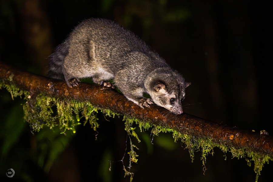 Cacomistle <i>(Bassariscus sumichrasti)</i>