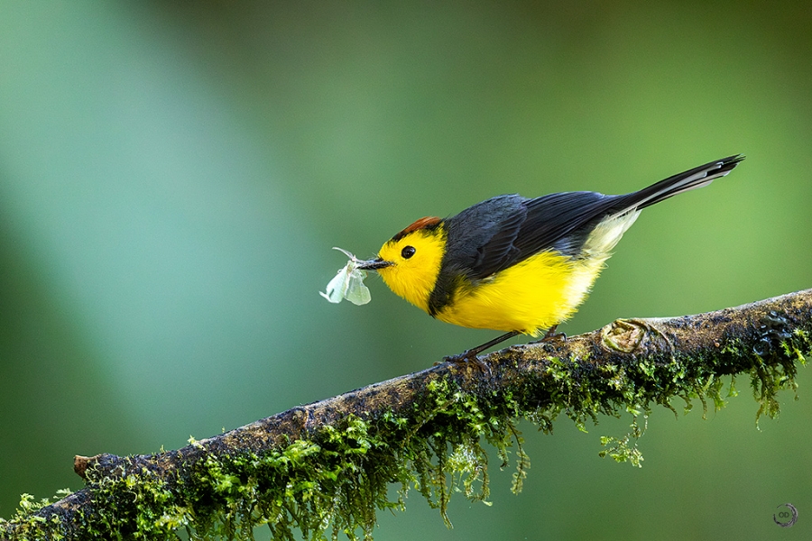 Collared redstart <i>(Myioborus torquatus)</i>