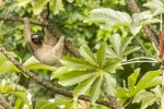Brown-throated Three-toed Sloth <i>(Badypus variegatus) </i>