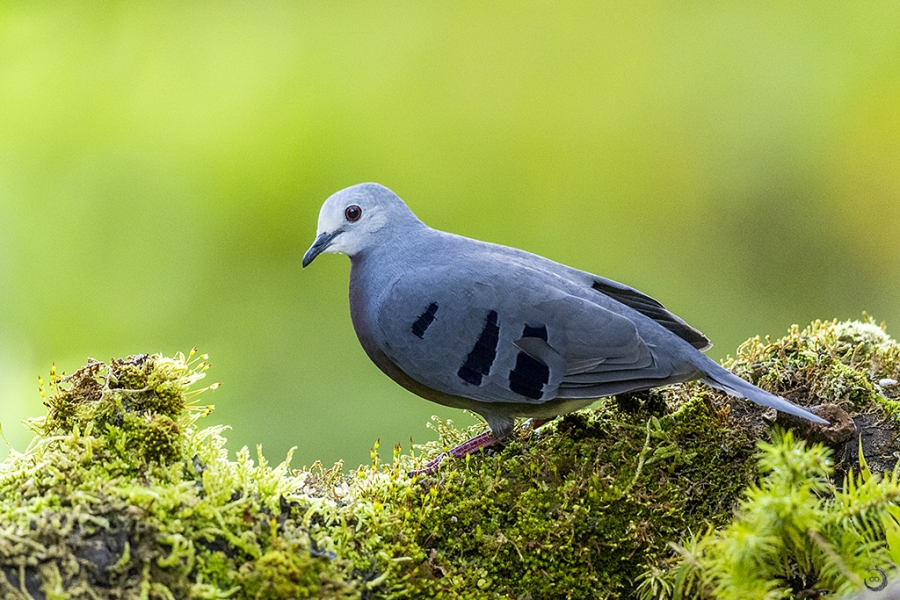 maroon-chested ground dove <I>(Paraclaravis mondetoura)</I>