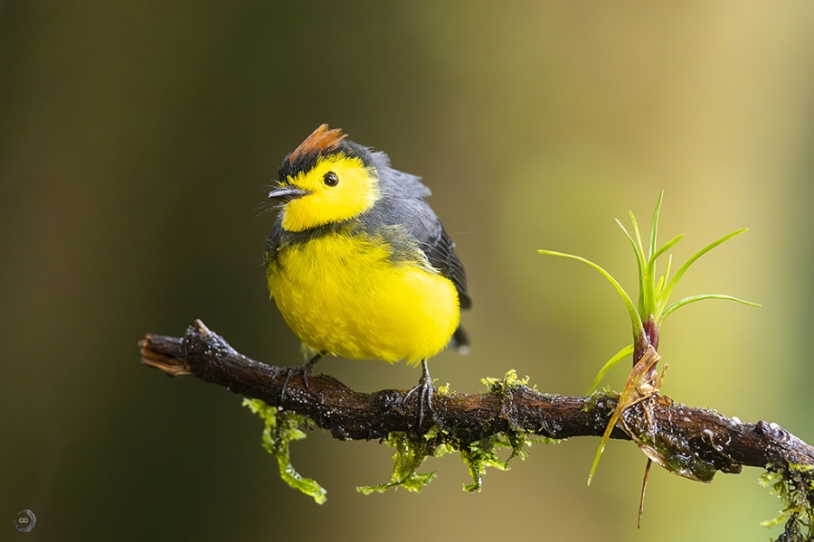 Collared redstart <i>(Myioborus torquatus)</i>