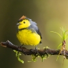 Collared redstart <i>(Myioborus torquatus)</i>