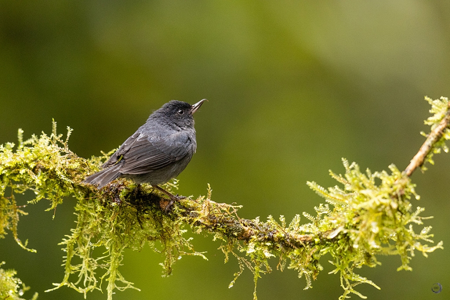 Slaty flowerpiercer <i>(Diglossa plumbea)</i>