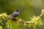 Slaty flowerpiercer <i>(Diglossa plumbea)</i>