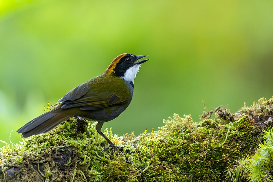 Chestnut-capped Brushfinch <i>(Arremon brunneinucha) </i>
