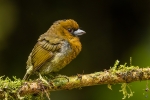 Prong-billed barbet<i> (Semnornis frantzii)</i>