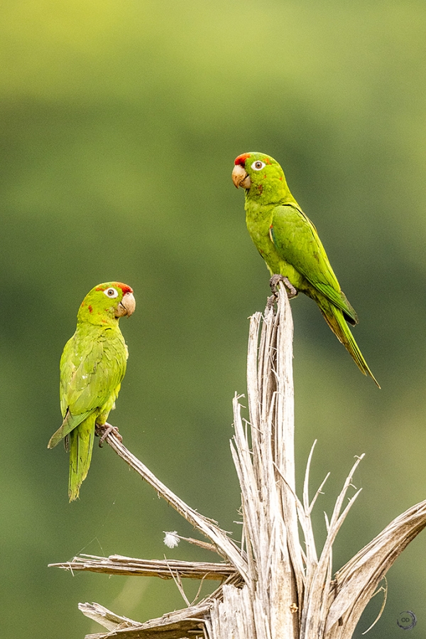 Crimson-fronted parakeet <i>(Psittacara finschi)</i>