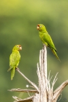 Crimson-fronted parakeet <i>(Psittacara finschi)</i>