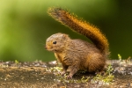 Western Dwarf Squirrel <i>(Microsciurus mimulus)</i>