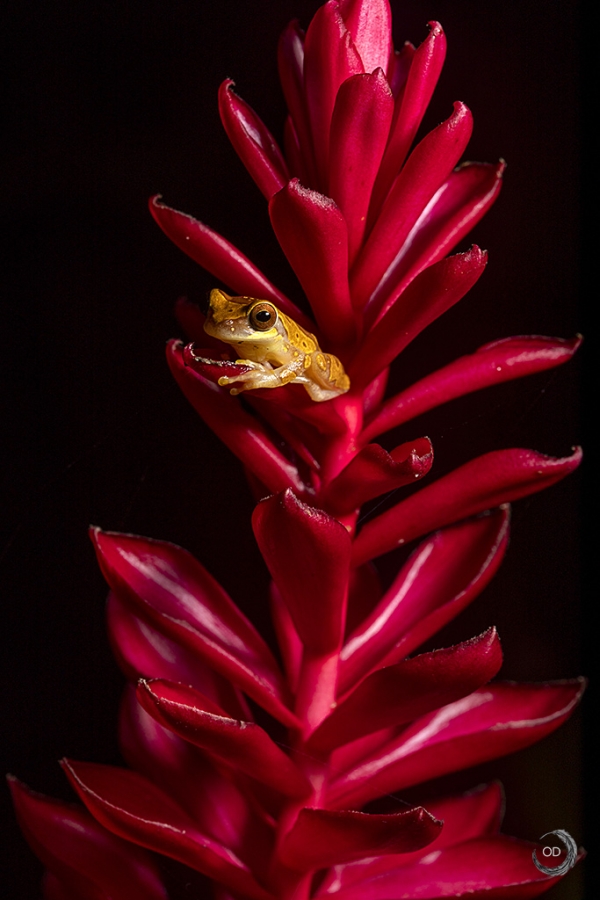 Harlequin Treefrog <i>(Dendropsophus ebraccatus)</i>
