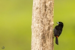 Scarlet-rumped tanager <i>(Ramphocelus passerinii)</i>