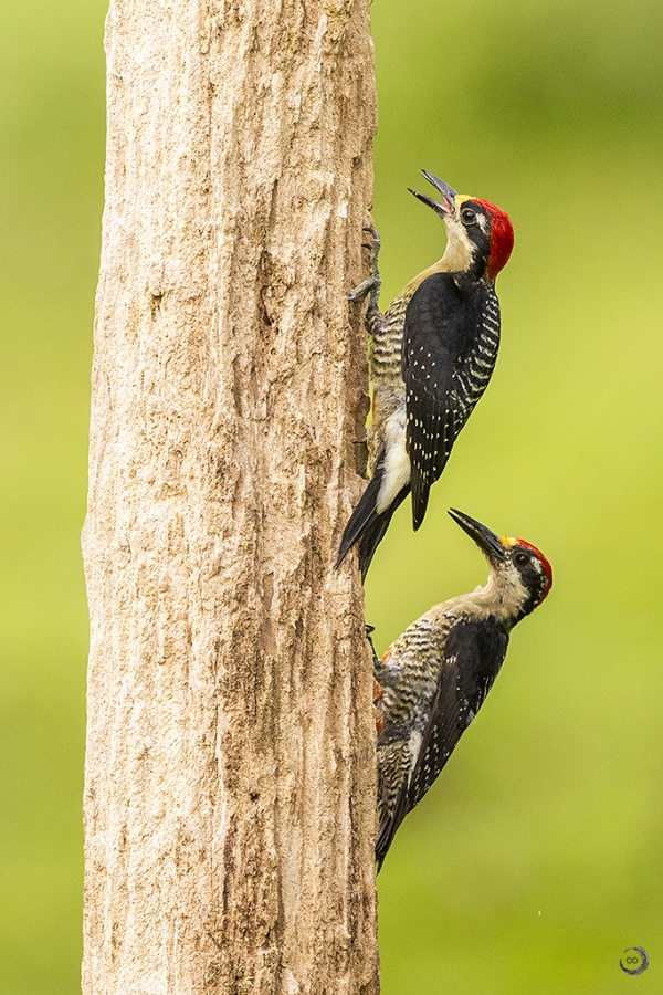 Black-cheeked woodpecker <i>(Melanerpes pucherani)</i>
