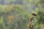 Roadside hawk <i>(Rupornis magnirostris)</i>