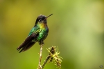 Fiery-throated hummingbird <i>(Panterpe insignis)</i>