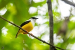 White collared manakin <i>(Manacus candei)</i>