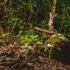Gray fox <i>(Urocyon cinereoargenteus)</i>