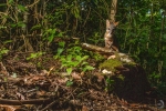 Gray fox <i>(Urocyon cinereoargenteus)</i>