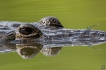 Morelet's crocodile <i> (Crocodylus moreletii)</i>