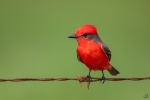 Vermilion Flycatcher <i>(Pyrocephalus obscures)</i>