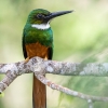 rufous-tailed jacamar <i> (Galbula ruficauda) </i>