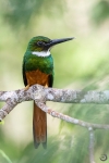 rufous-tailed jacamar <i> (Galbula ruficauda) </i>