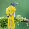 Black-headed saltator <i>(Saltator atriceps)</i>