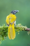 Black-headed saltator <i>(Saltator atriceps)</i>