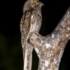 Northern potoo <i> (Nyctibius jamaicensis)</i>