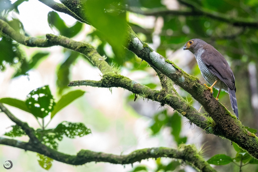 Barred forest falcon</i> (Micrastur ruficollis)</i>