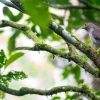 Barred forest falcon</i> (Micrastur ruficollis)</i>