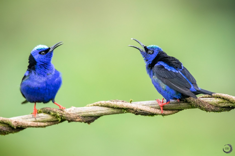 Shining honeycreeper <i>(Cyanerpes lucidus)</i>