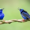 Shining honeycreeper <i>(Cyanerpes lucidus)</i>