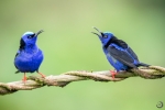Shining honeycreeper <i>(Cyanerpes lucidus)</i>