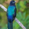 Black-headed trogon <I> (Trogon melanocephalus)</I>