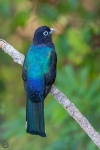 Black-headed trogon <I> (Trogon melanocephalus)</I>