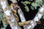 Kinkayou <i>(Potos flavus)</i>