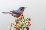 Cinnamon-bellied flowerpiercer <i>(Diglossa baritula)</i>