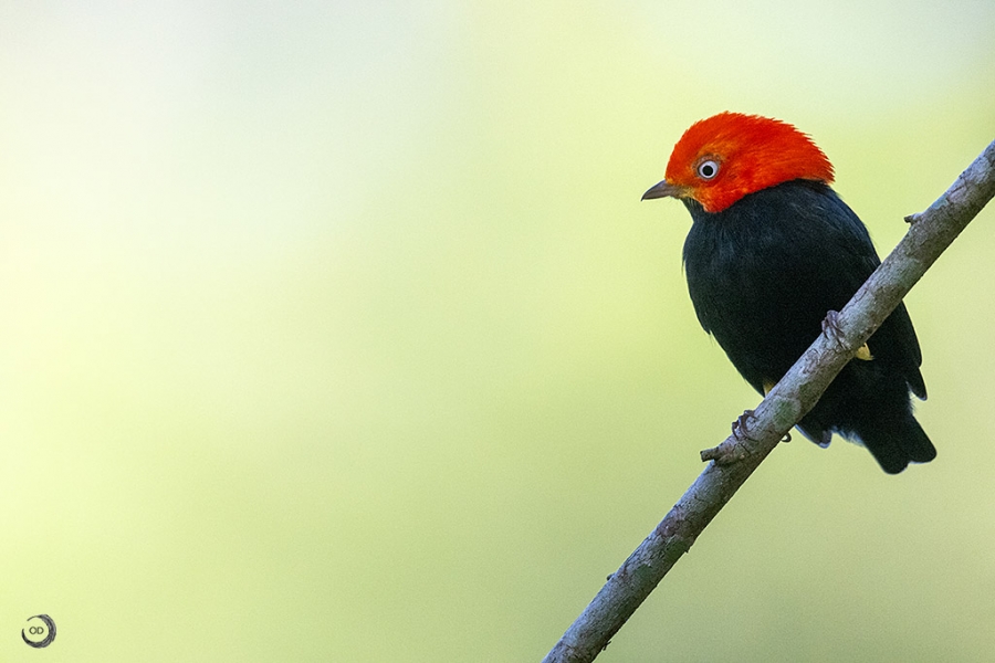 Red-capped manakin <i> (Ceratopipra mentales)</i>