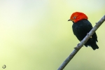 Red-capped manakin <i> (Ceratopipra mentales)</i>