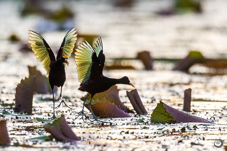 Northern Jacana <i> (Jacana spinosa)</i>
