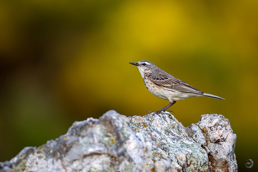 Water Pipit <i>(Anthus spinoletta)</i>