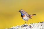 Bluethroat <i>(Luscinia svecica)</i>