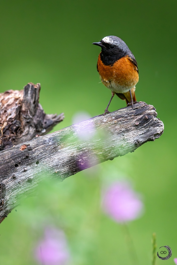 Common Redstart <i>(Phoenicurus phoenicurus)</i>