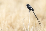 Magpie shrike <i> (Urolestes melanoleucus)</i>